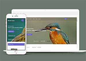 专业鸟类百科HTML网站模板 - 觅资源